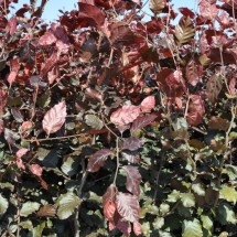 Fagus sylvatica 'Atropurpurea' 80-100 cm vanaf november leverbaar